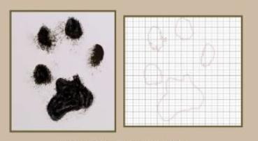 Beispiel Kontur eines originalen Pfötchenabdrucks