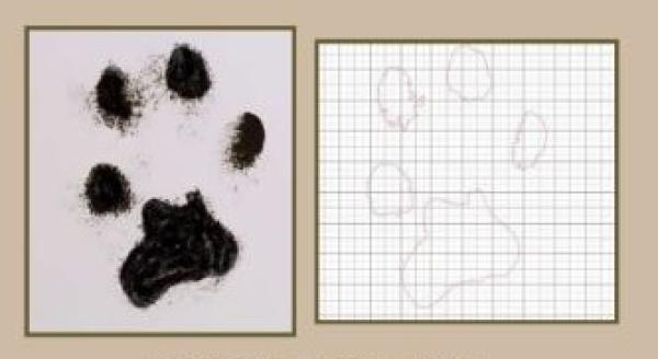 Beispiel Kontur eines originalen Pfötchenabdrucks